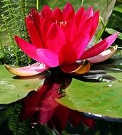 Photo of red water lily on a pond