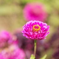 summer bright pink flower on a blurred background