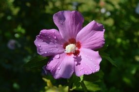 Picture of the wet purple Flower
