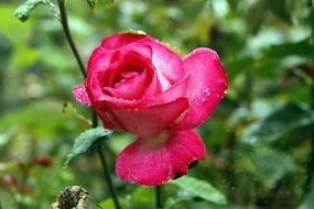 Red Rose flower in water drops