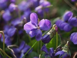 violets in the early spring