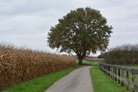 Beautiful road among the colorful fields with corn and trees