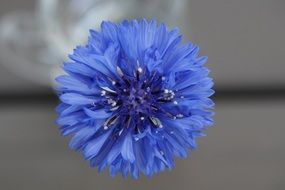 blue flower cornflower on gray background