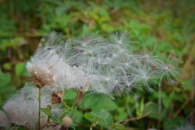 flying seeds of a dandelion