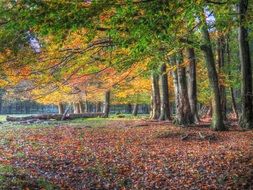 Restored Forest Leaves autumn scene