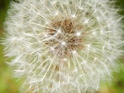 dandelion like a spring flower