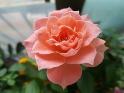 delicate coral rose blossom