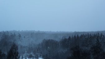 Christmas trees in the forest in winter