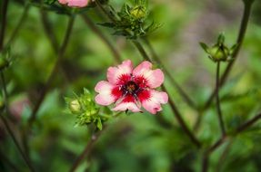 Spring Garden pink flower