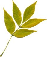 Picture of green autumn leaf