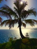 tropical palm tree on Canary islands