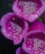 Tropical flowers in nature