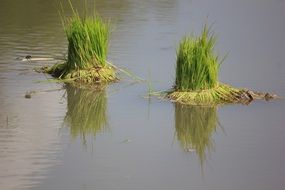 green rice plant in water