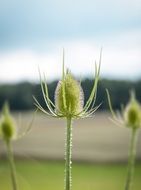 milk thistle is a mountain thistle