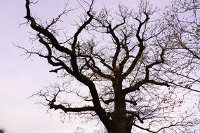stunning gorgeous Tree Oak