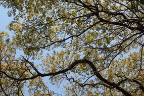 Lots of leaves on a tree