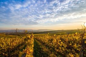 landscape of yellow vineyards