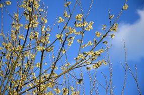 Blooms on a tree in a spring