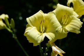 beautiful Tiger Lily