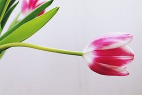 delicate pink white tulip