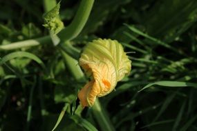 pumpkin flowering in a vegetable garden