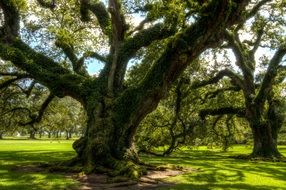 oak plantation