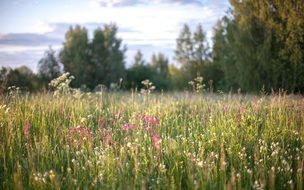 Nature Grass Flowers