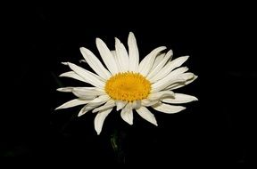 white daisy on black