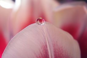 drop of water on flower petal