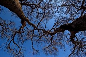 trees with bare branches against the blue sky