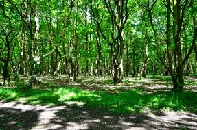landscape of green forest in summer