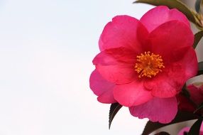 Close-up of the beautiful pink Rosa Spring Flower at beautiful sky background