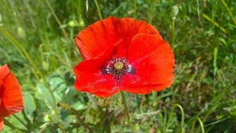 adorable red Poppy flower in field