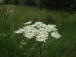 achillea millefolium or yarrow
