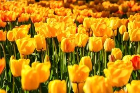 Landscape of lots of yellow tulips