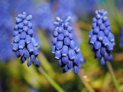 delicate muscari flowers