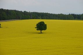 yellow field with a single tree