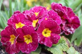 bright pink flowers of a primrose