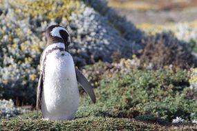 Antarctic Penguin in Chilean Patagonia