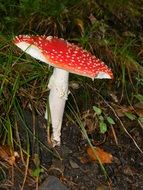 poisonous fly agaric