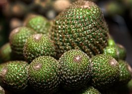 green cactus succulent