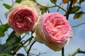 white buds with a pink heart in the garden