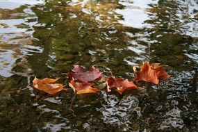 brown autumn leaves on the water