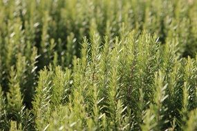 lots of rosemary