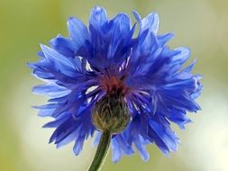 wild blue cornflower