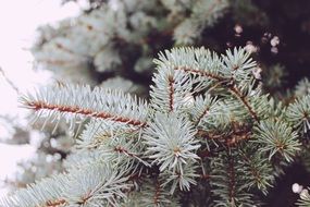 green needles of conifer tree