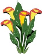 Calla, four red and yellow flowers, drawing