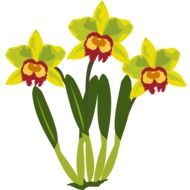 clip art of orchid