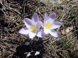 two white wild crocuses