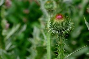 incredibly handsome Thorn Flower